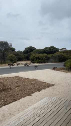 Emu's on the road at Alloca Beach Shack